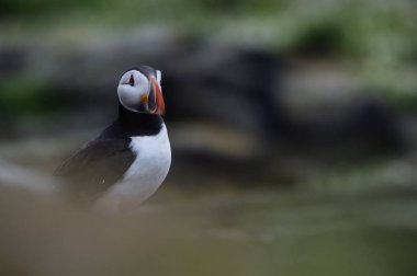 Atlantik martı kuşu