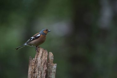 Jay kuş yakın çekim