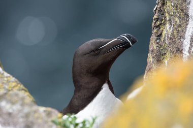 Razorbill kuş yakın çekim