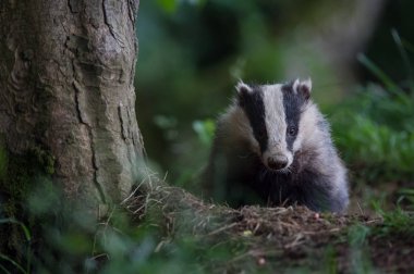 İngiliz porsuk yakından