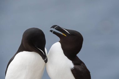 Razorbill kuş yakın çekim