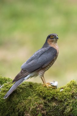 Atmaca kuş yakın çekim