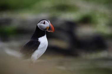 Atlantik martı kuşu