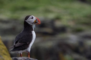 Atlantik martı kuşu