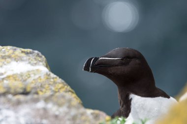 Razorbill kuş yakın çekim