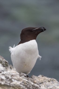 Razorbill kuş yakın çekim