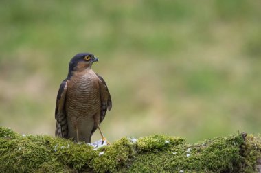 Atmaca kuş yakın çekim