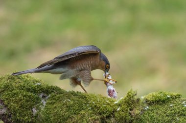 Atmaca kuş yakın çekim