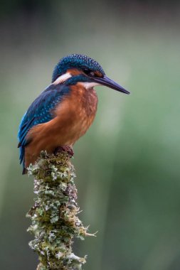 İngiliz Kingfisher kuş