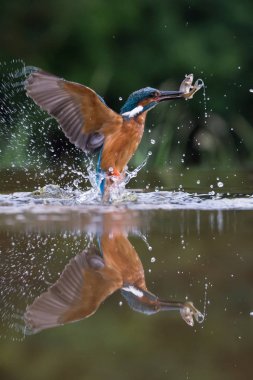 İngiliz Kingfisher kuş