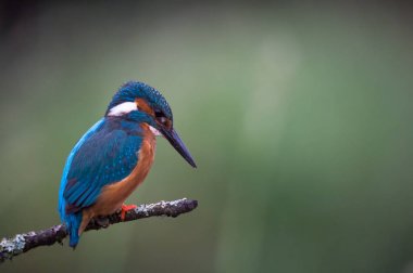 İngiliz Kingfisher kuş