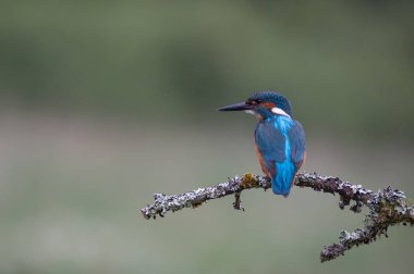 British Kingfisher bird clipart