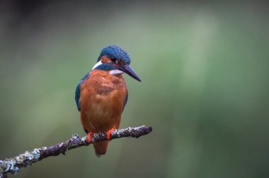 İngiliz Kingfisher kuş