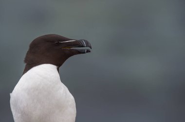 Razorbill kuş yakın çekim