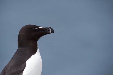Razorbill kuş yakın çekim