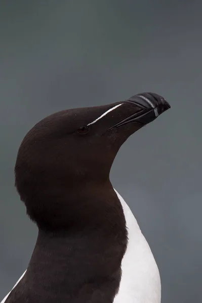 Razorbill 새가 까이 서 — 스톡 사진