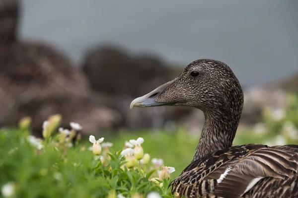 Entenweibchen — Stockfoto