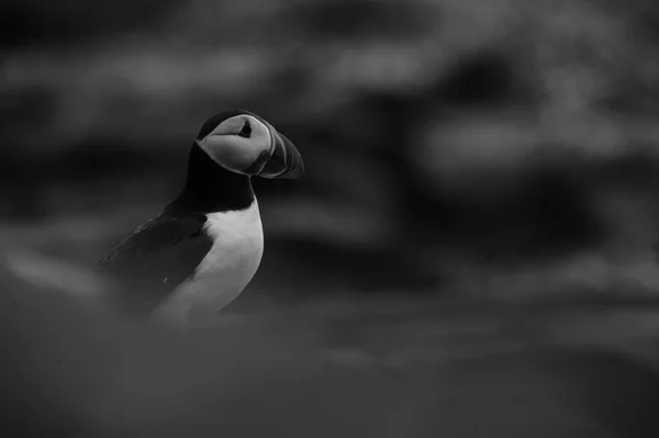 Κοντινό razorbill πουλί — Φωτογραφία Αρχείου