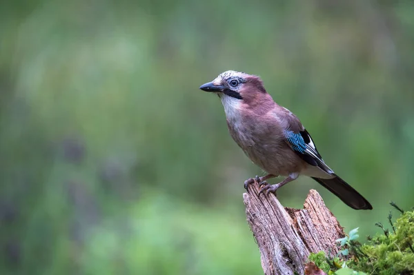 Uccello Jay eurasiatico — Foto Stock