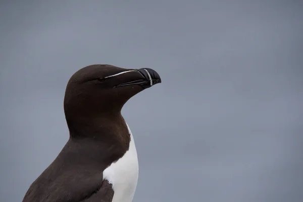 オオハシウミ ガラスの鳥をクローズ アップ — ストック写真