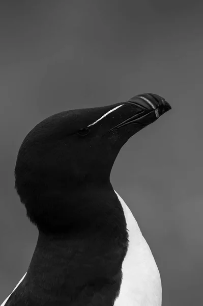 Razorbill птах крупним планом — стокове фото