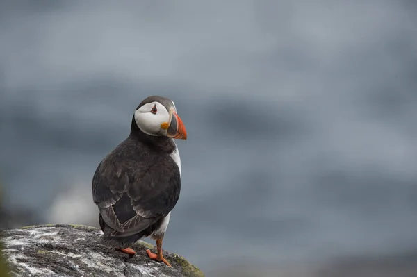 Atlantik martı kuşu — Stok fotoğraf