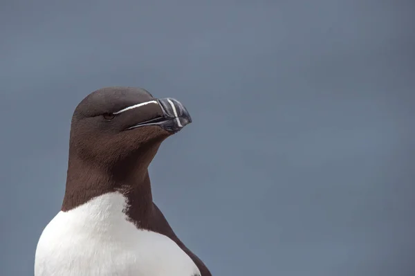 オオハシウミ ガラスの鳥をクローズ アップ — ストック写真