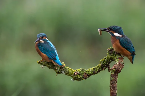 İngiliz kingfisher kuşlar