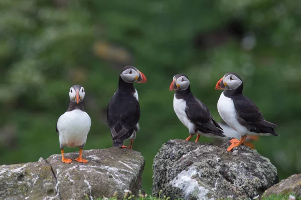 Atlantik puffins kuşlar — Stok fotoğraf