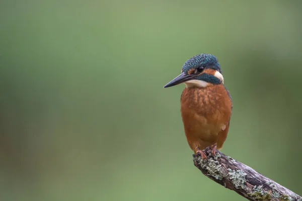 Britské Kingfisher pták — Stock fotografie