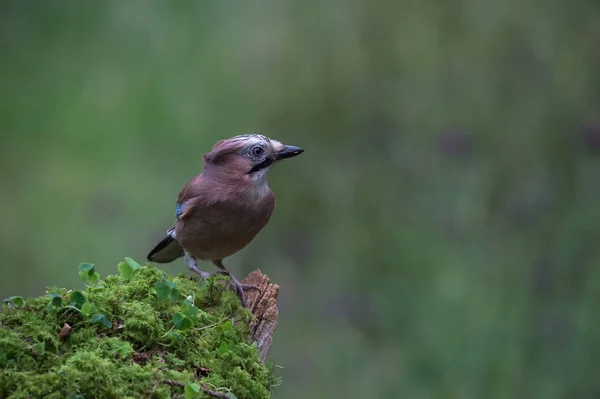 Eurasia jay pájaro — Foto de Stock