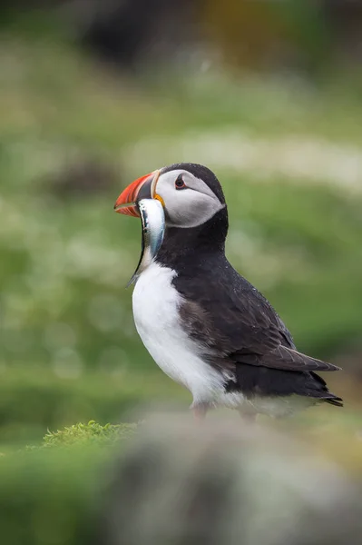 Ατλαντικού puffin πουλί — Φωτογραφία Αρχείου