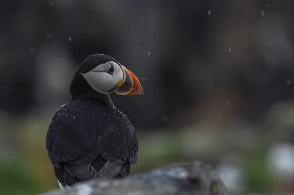 大西洋 puffin 鳥 — ストック写真