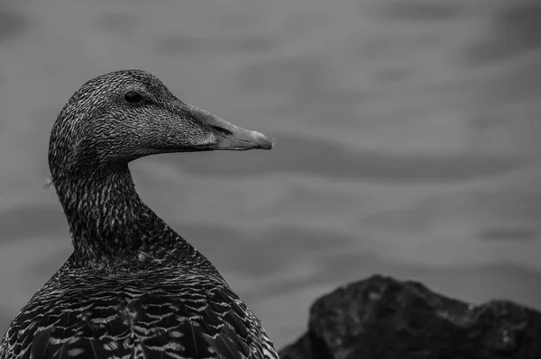 Female Eider Duck — Stock Photo, Image