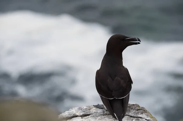 オオハシウミ ガラスの鳥をクローズ アップ — ストック写真