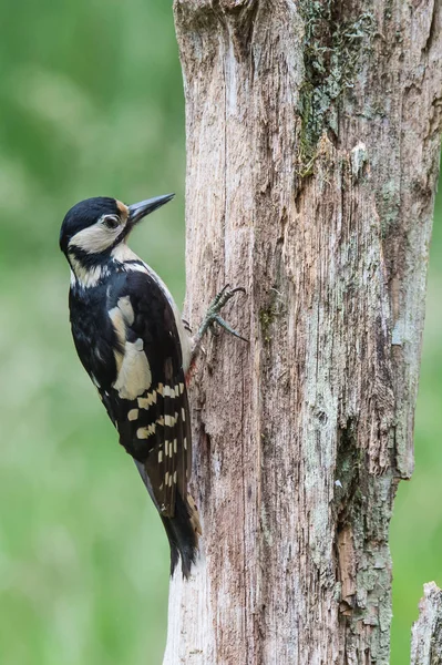 Gran pájaro carpintero manchado —  Fotos de Stock