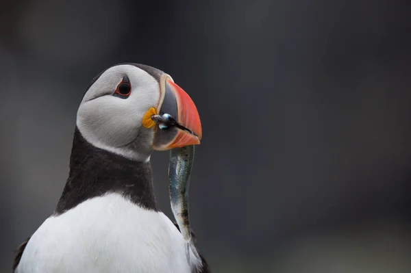 大西洋 puffin 鳥 — ストック写真