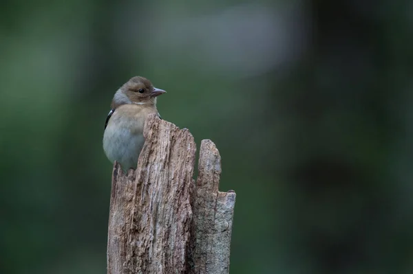 Jay bird close up — Stock Photo, Image