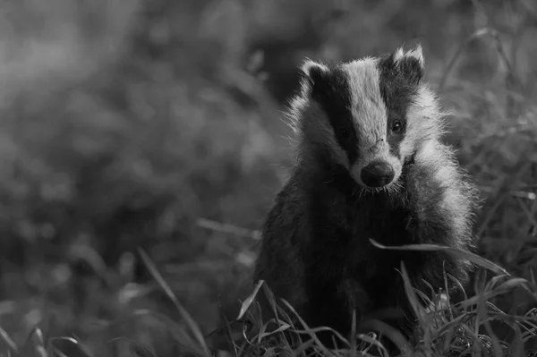 Britské jezevec zblízka — Stock fotografie