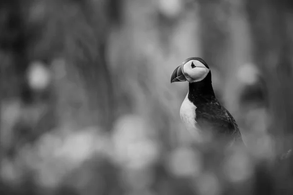 Maskonur zwyczajny ptak — Zdjęcie stockowe