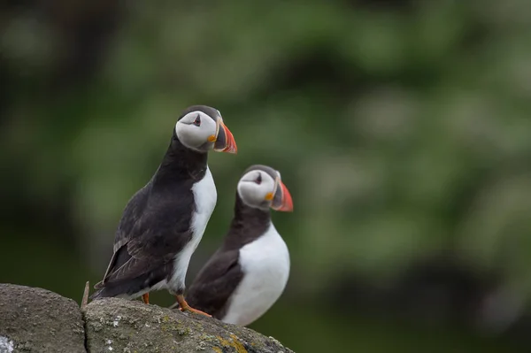 Atlantik puffins kuşlar