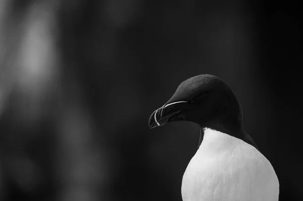 オオハシウミ ガラスの鳥をクローズ アップ — ストック写真