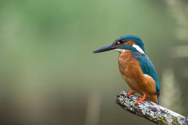 Britské Kingfisher pták — Stock fotografie