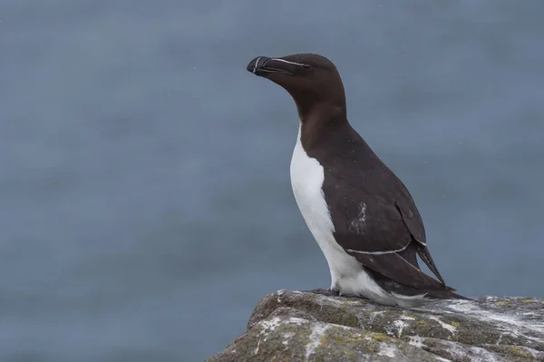 オオハシウミ ガラスの鳥をクローズ アップ — ストック写真