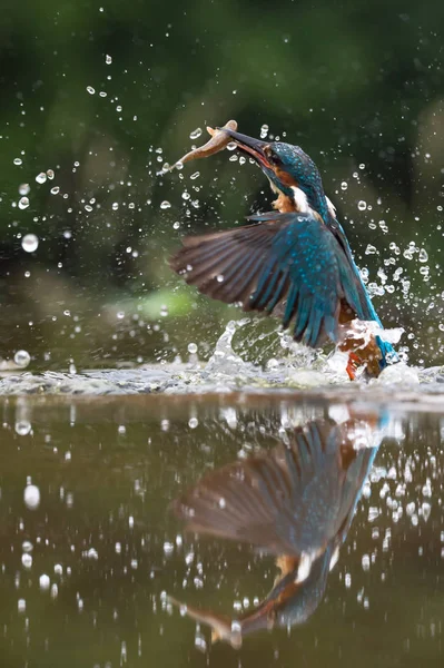 İngiliz Kingfisher kuş