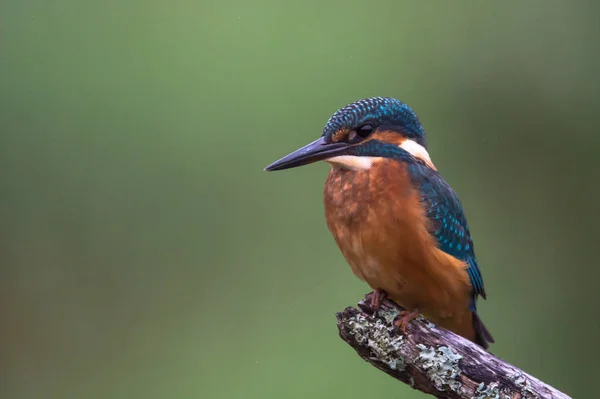 Brittiska Kingfisher fågel — Stockfoto