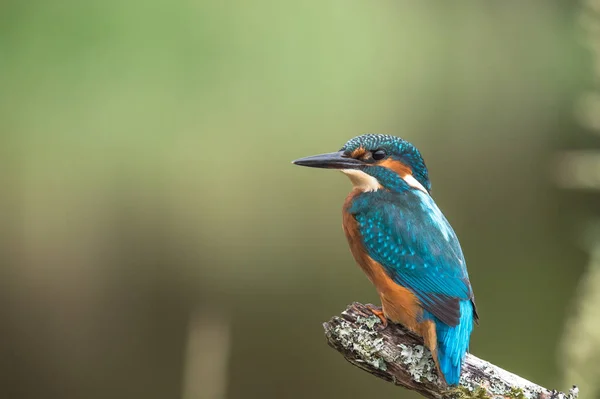 Kingfisher britannique oiseau — Photo