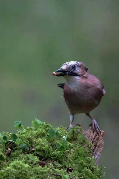 Eurasia Jay burung — Stok Foto