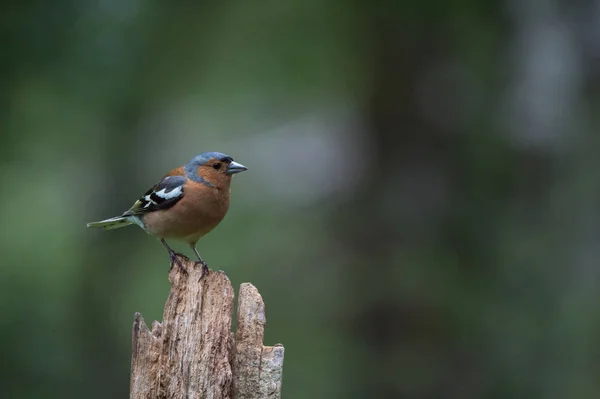 Jay bird de cerca — Foto de Stock