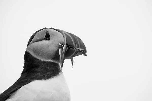 Atlantische papegaaiduiker vogel — Stockfoto